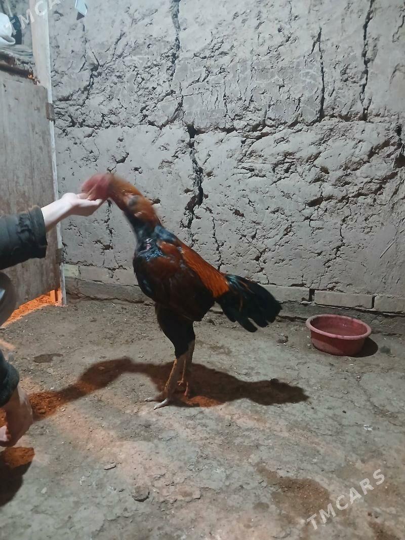 horaz - Gurbansoltan Eje - img 1