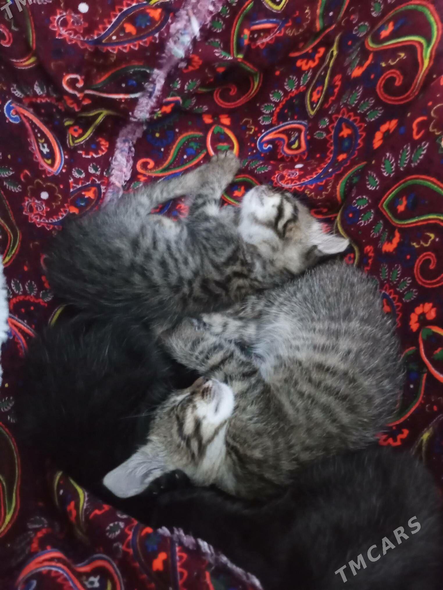 pişik - Parahat 3 - img 1