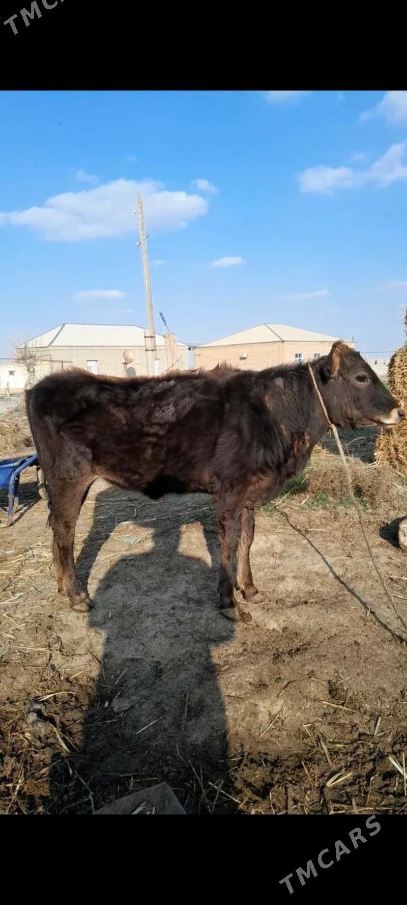 tuwe - Bäherden - img 1