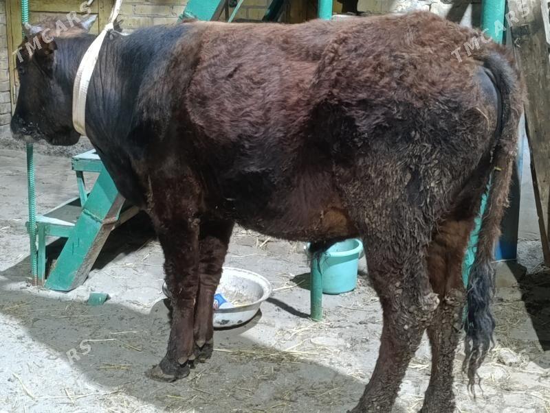 3 SANY OKUZ - Туркменабат - img 1