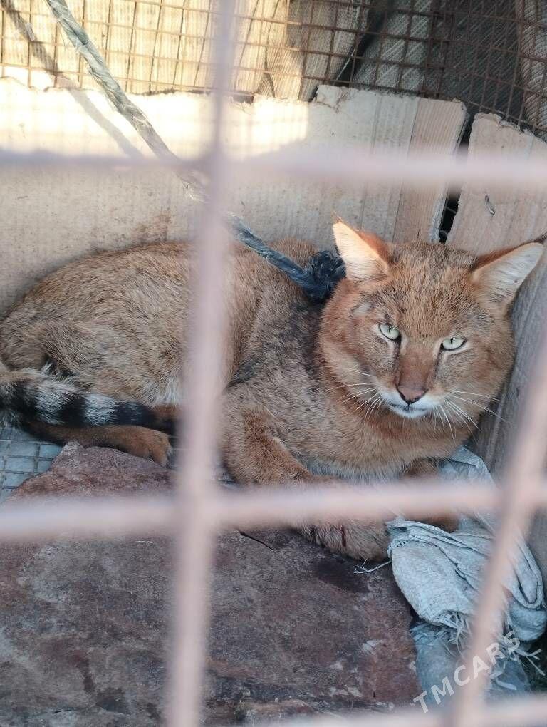 meydan pisik - Мары - img 1