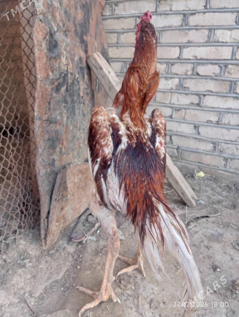 HORAZ - Murgap - img 1