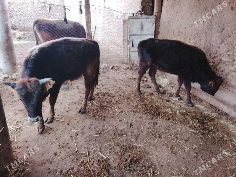 okuz - Gyzylarbat - img 1