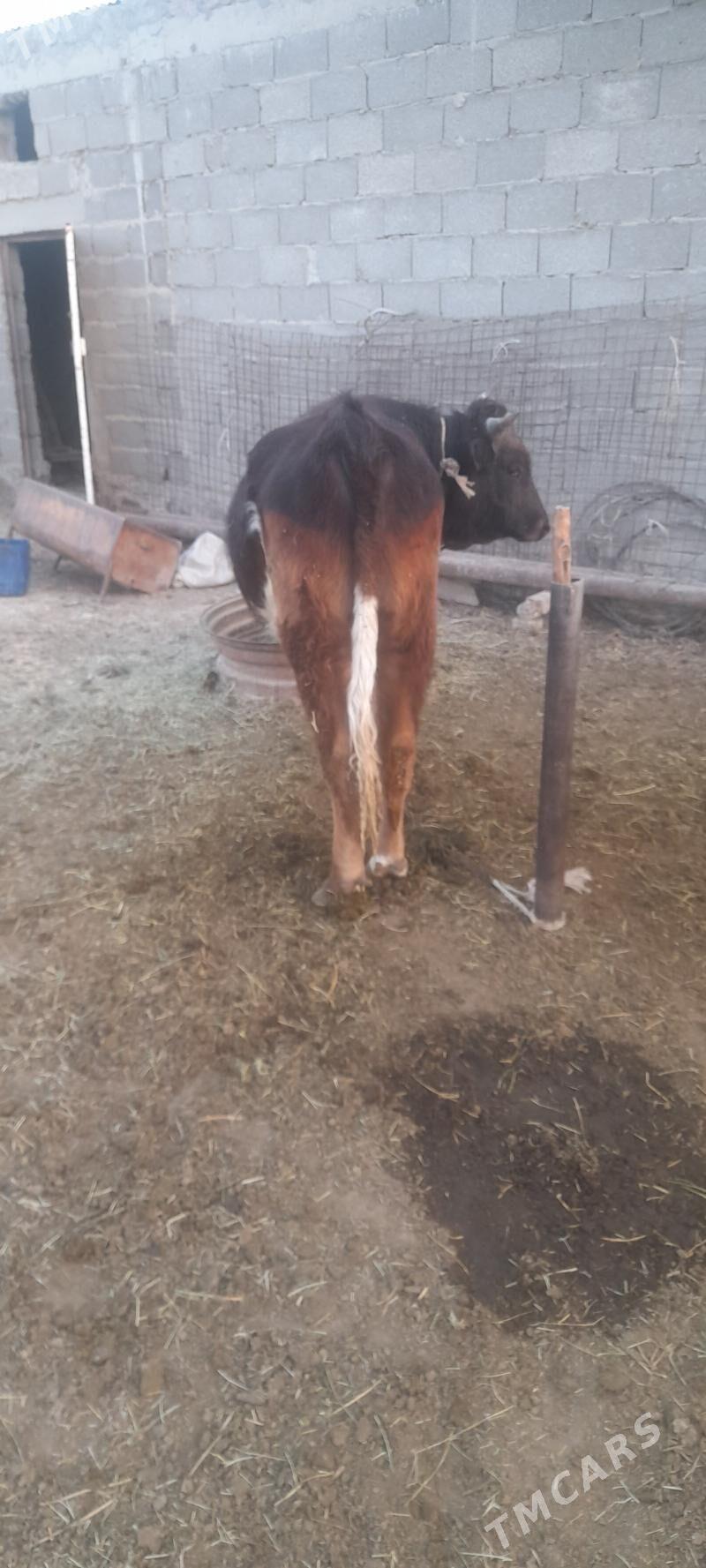 Ökuz - Bäherden - img 1