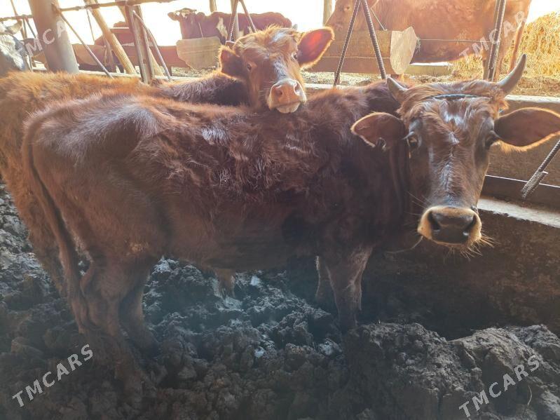 okuzler - Чарджоу - img 1