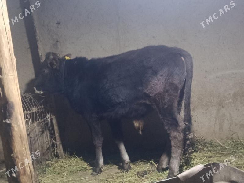 okuz tuwe - Bäherden - img 1