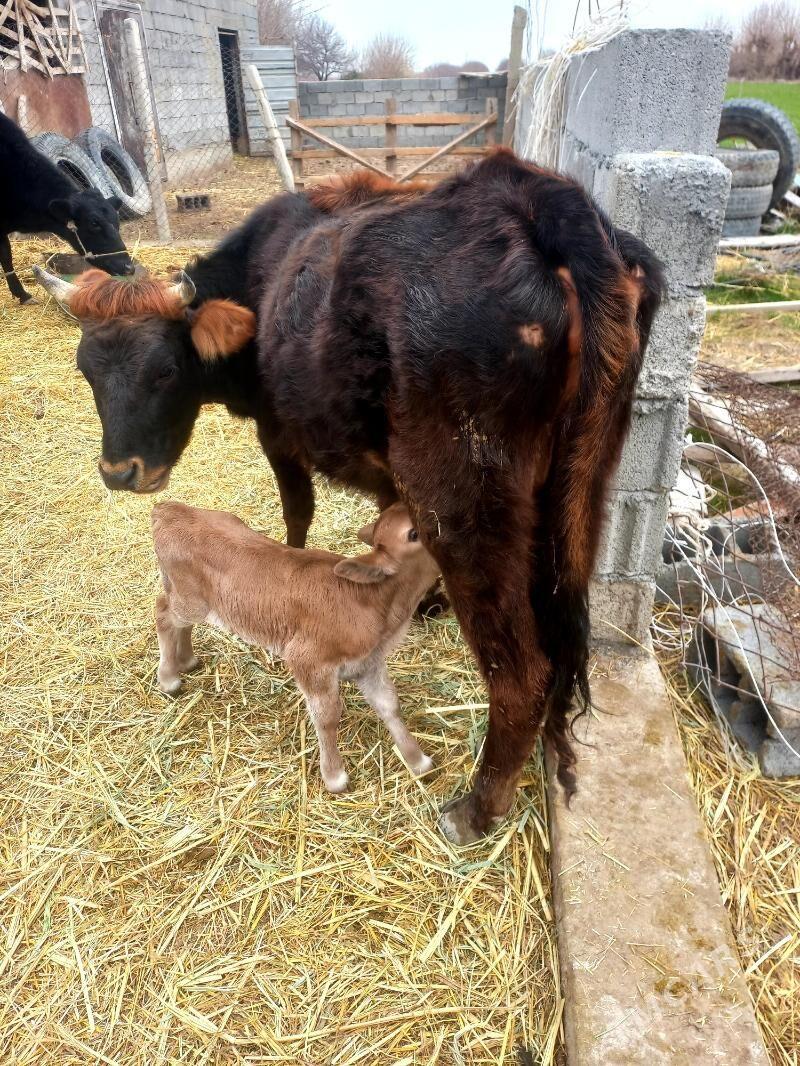 Sygyr goleli - Гёкдепе - img 1