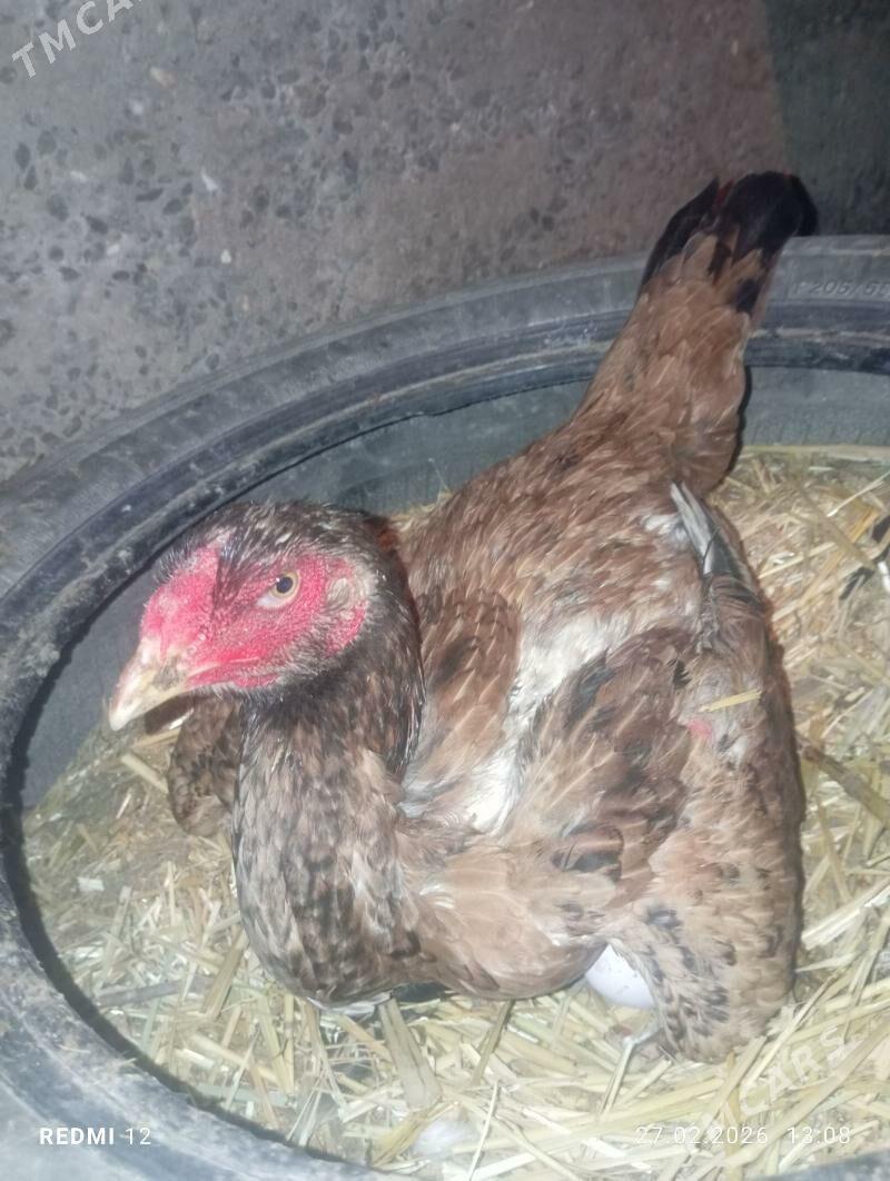 tovuk - Дашогуз - img 1