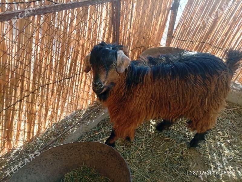 geçigeçi - Мары - img 1