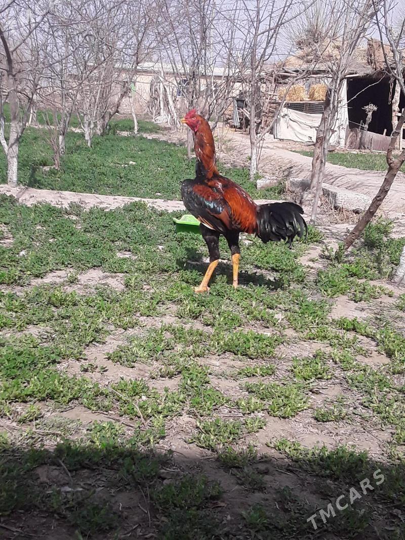 baýes horaz - Çärjew - img 1