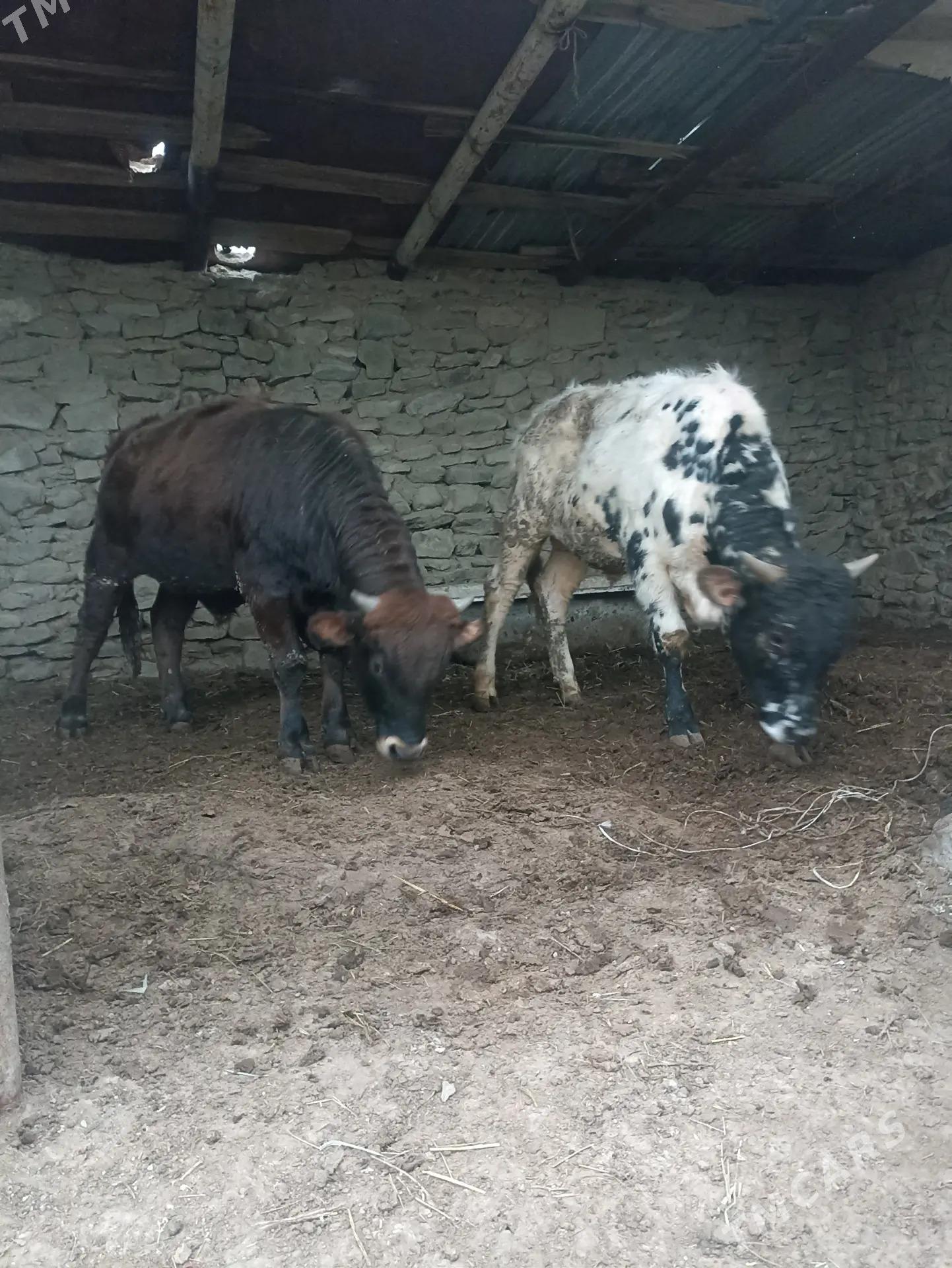 okiz - Bereket - img 1