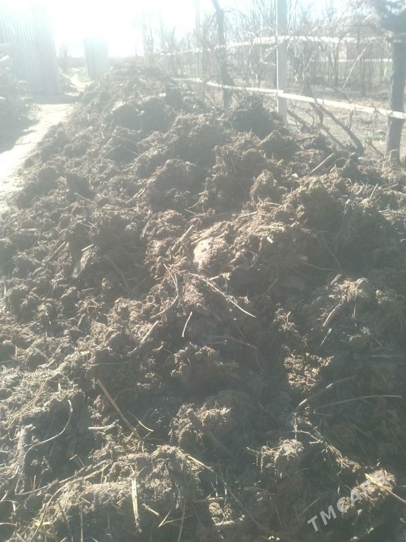 Ders - Çärjew - img 1