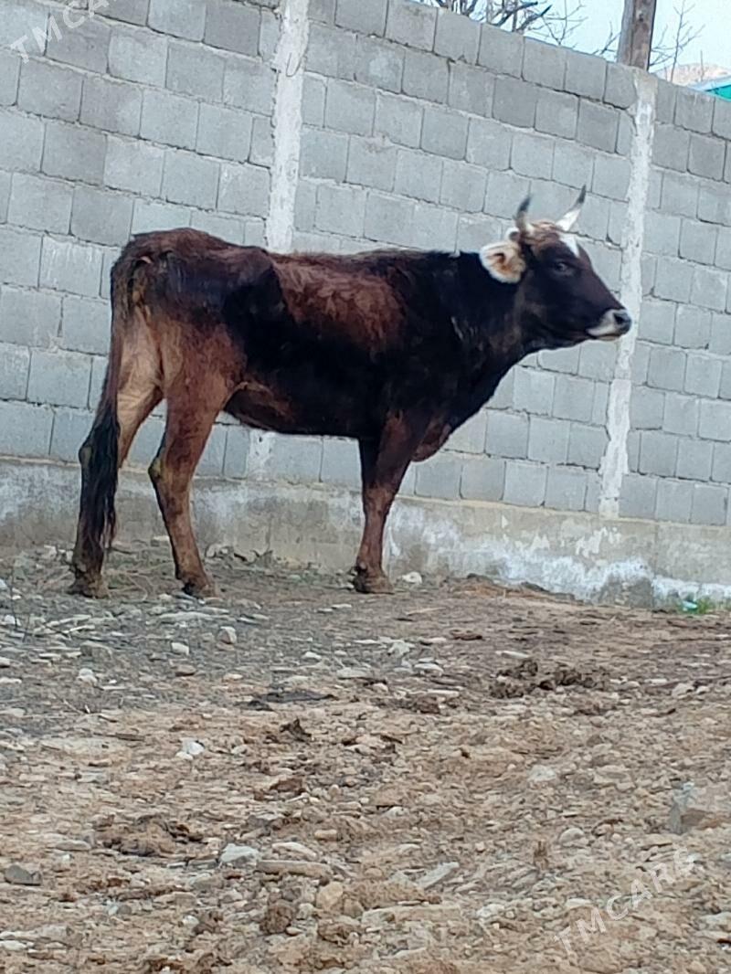 Göleli Sygyr - Махтумкули - img 1