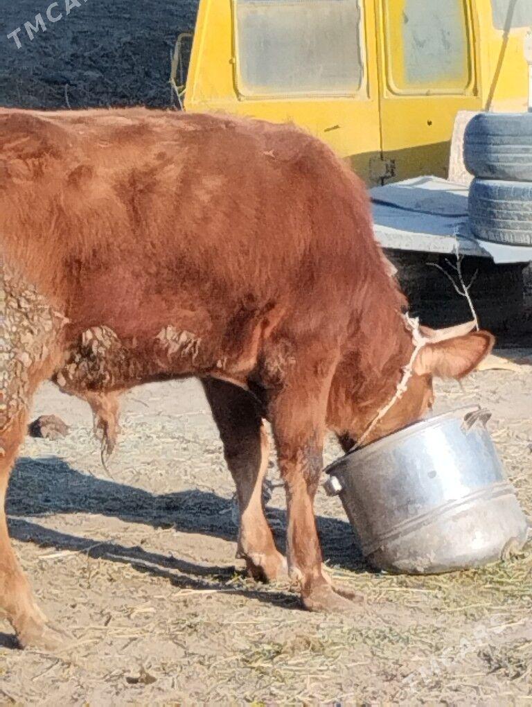 Okuzler - Туркменабат - img 1