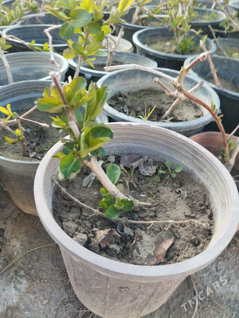 Jasmin - Анев - img 1