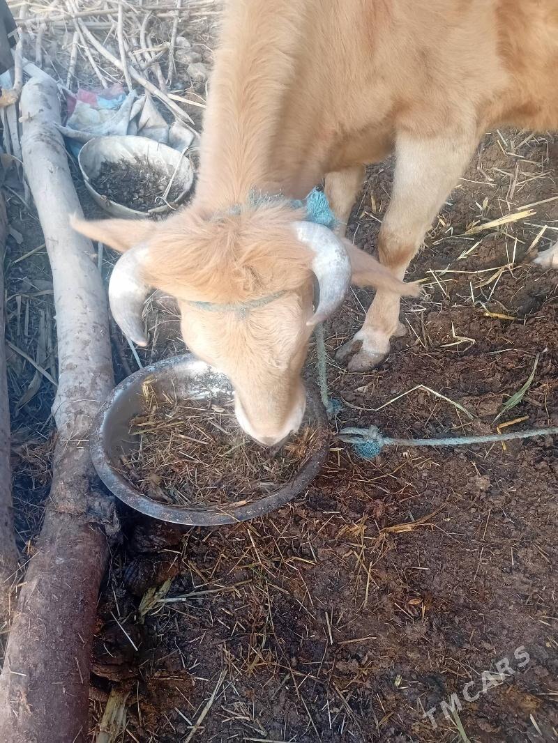 Bogaz sygyr - Дянев - img 1