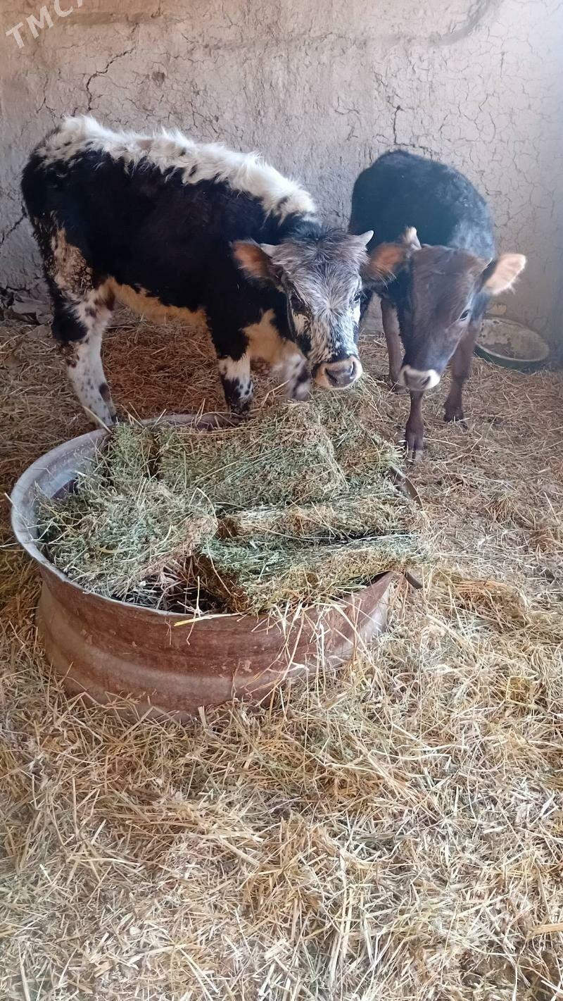 tuwe - Кака - img 1