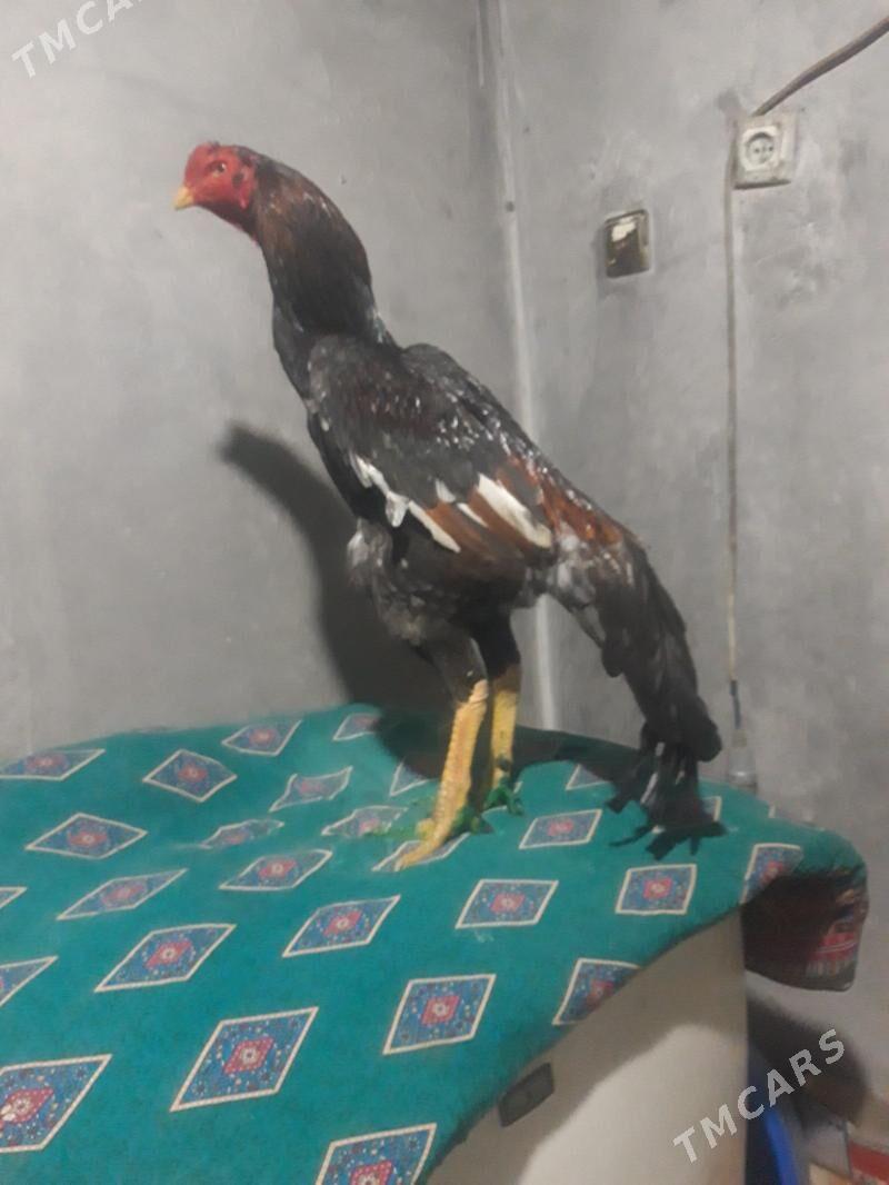 horoz - Байрамали - img 1