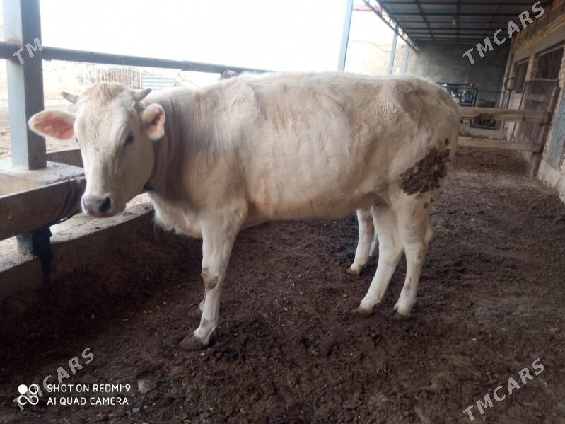 tuwe - Gyzylarbat - img 1