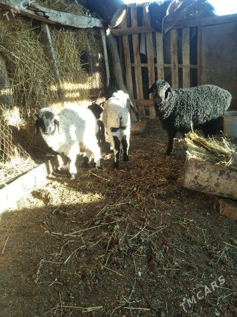 kuzullar - Farap - img 1