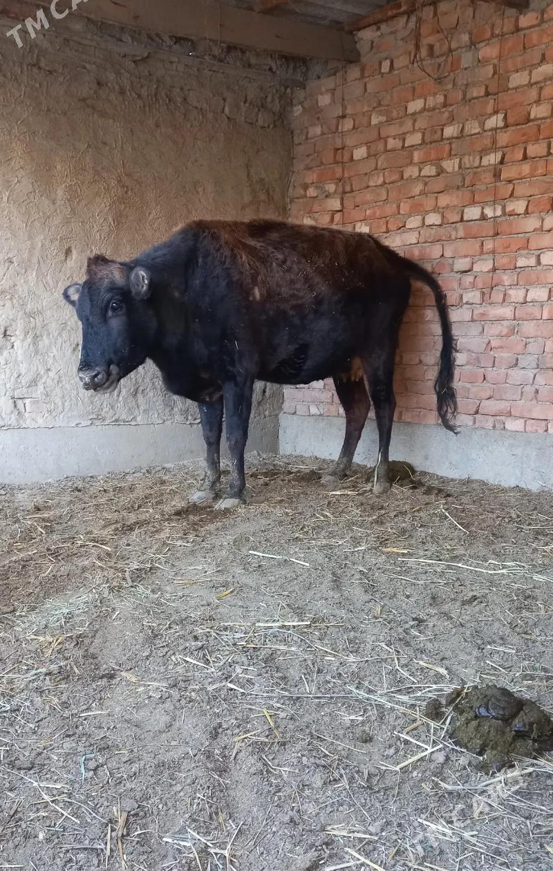 göleli - Bäherden - img 1