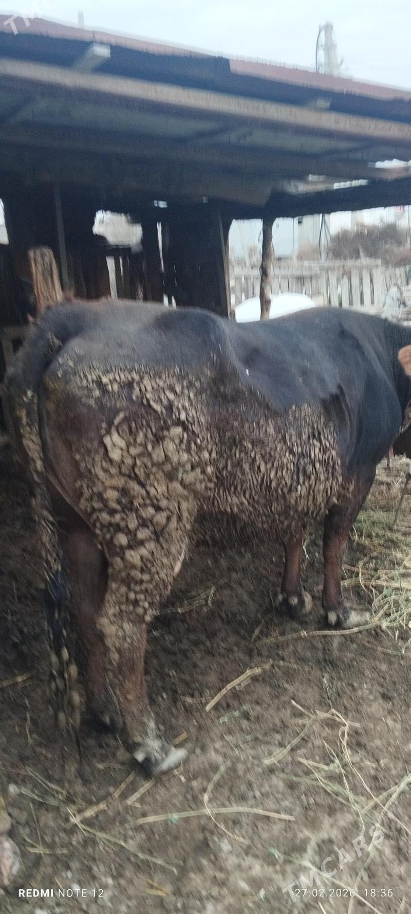 sygyr - Гёкдепе - img 1