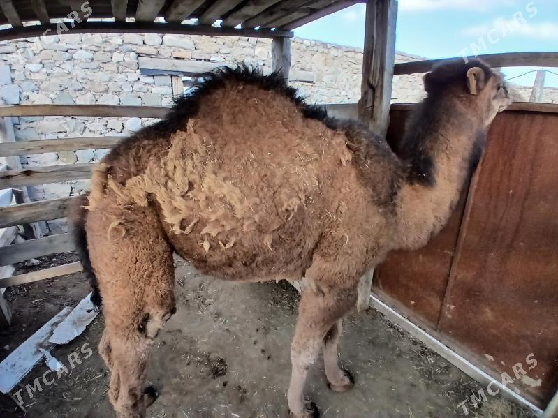 Ogşuk - Берекет - img 1