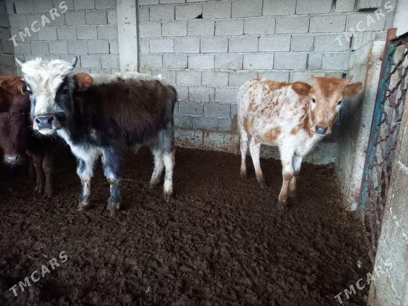 okuz we tuwe - Gökdepe - img 1