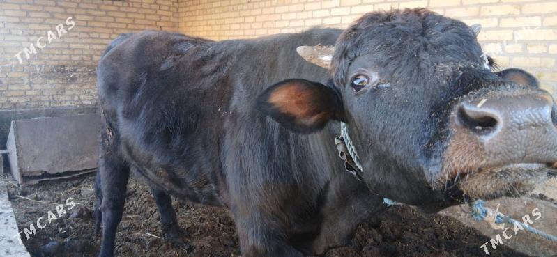 Öküz - Türkmenabat - img 1