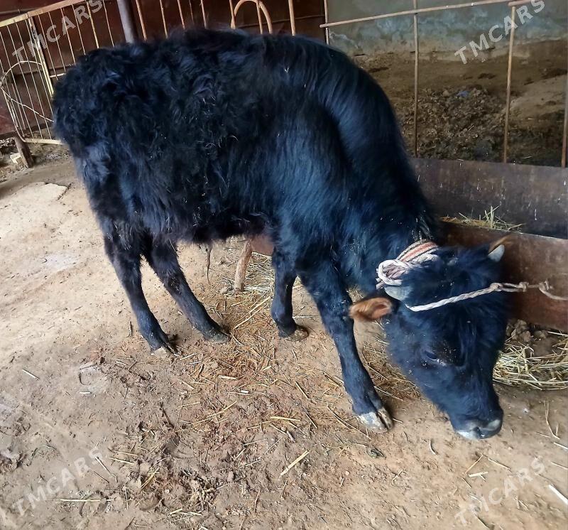 okuzce - Baýramaly - img 1