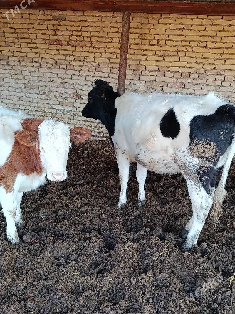 parodny gunajyn - Sakar - img 1