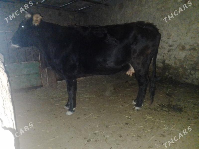 Sygyr - Jebel - img 1