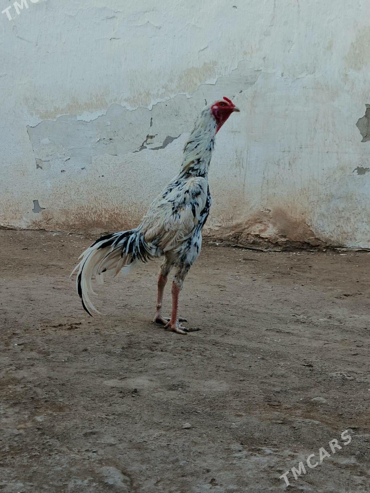 horaz - Çärjew - img 1