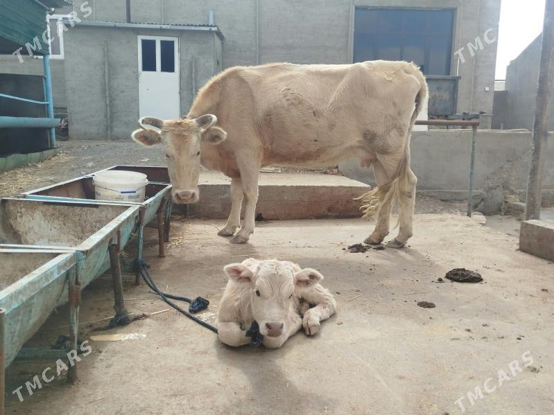 Tohum goleli sygyr - Gyzylarbat - img 1