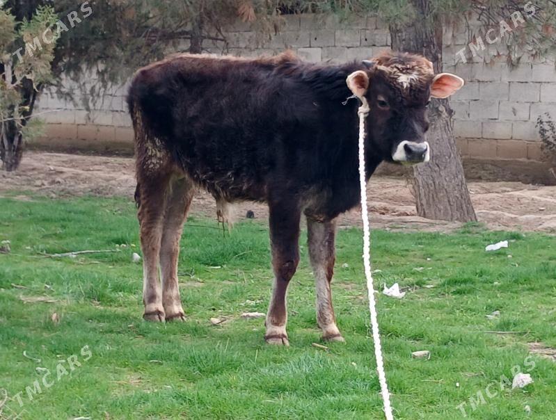 okuz - Ашхабад - img 1