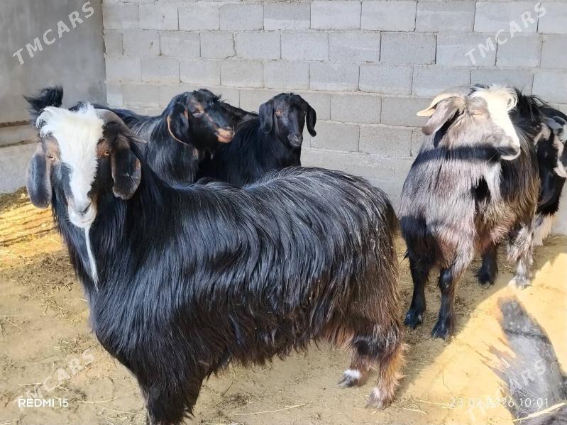 erkej - Ruhabat (90-njy razýezd) - img 1