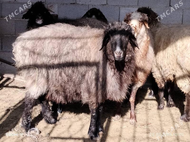 goyun - Ruhabat (90-njy razýezd) - img 1