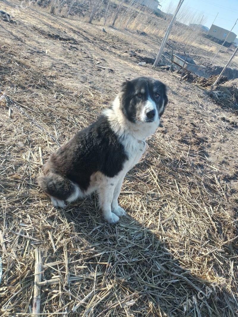 Turkmen it - Дашогуз - img 1