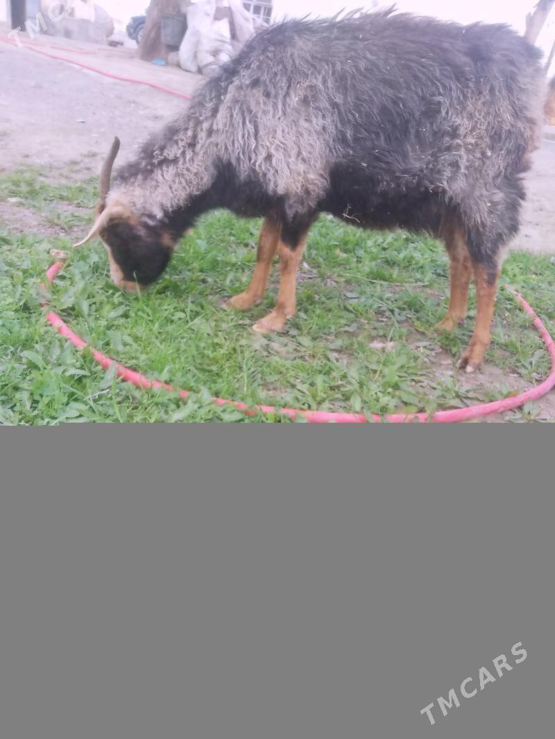 geci - Bäherden - img 1