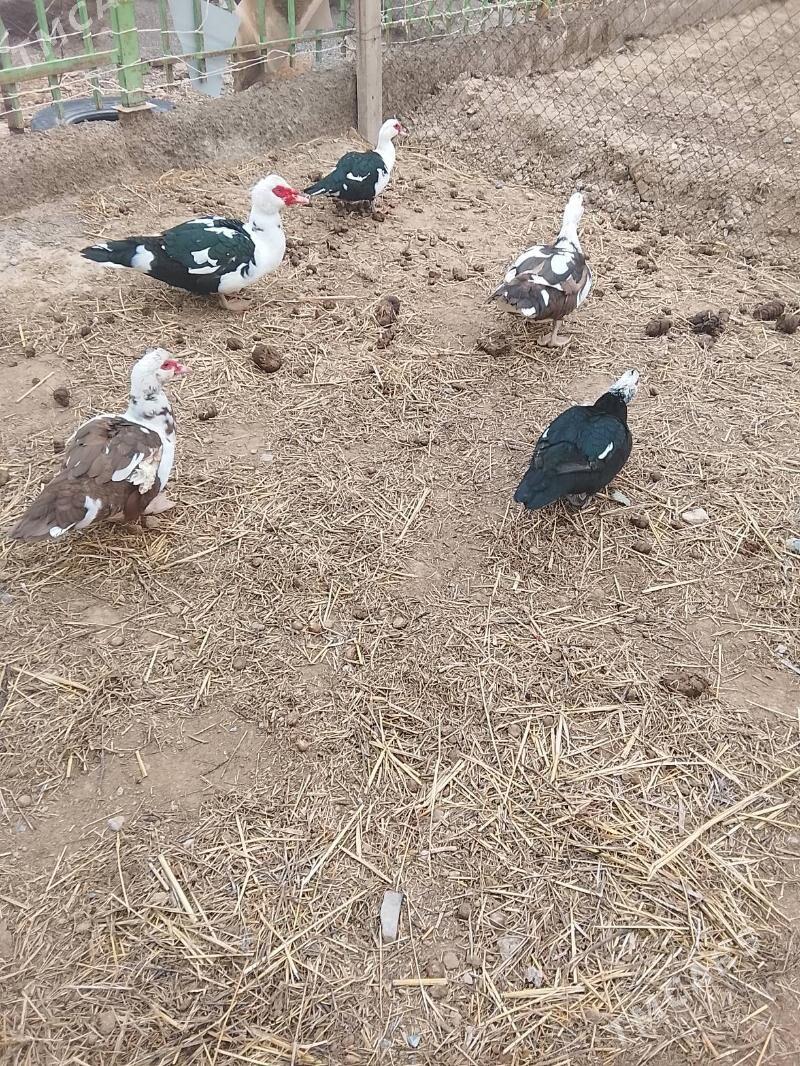 ördek. sesiž - Гызыларбат - img 1