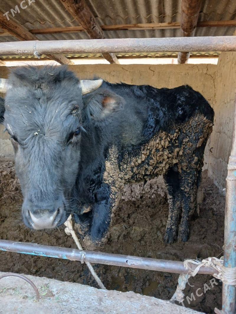 Okuz - Багир - img 1