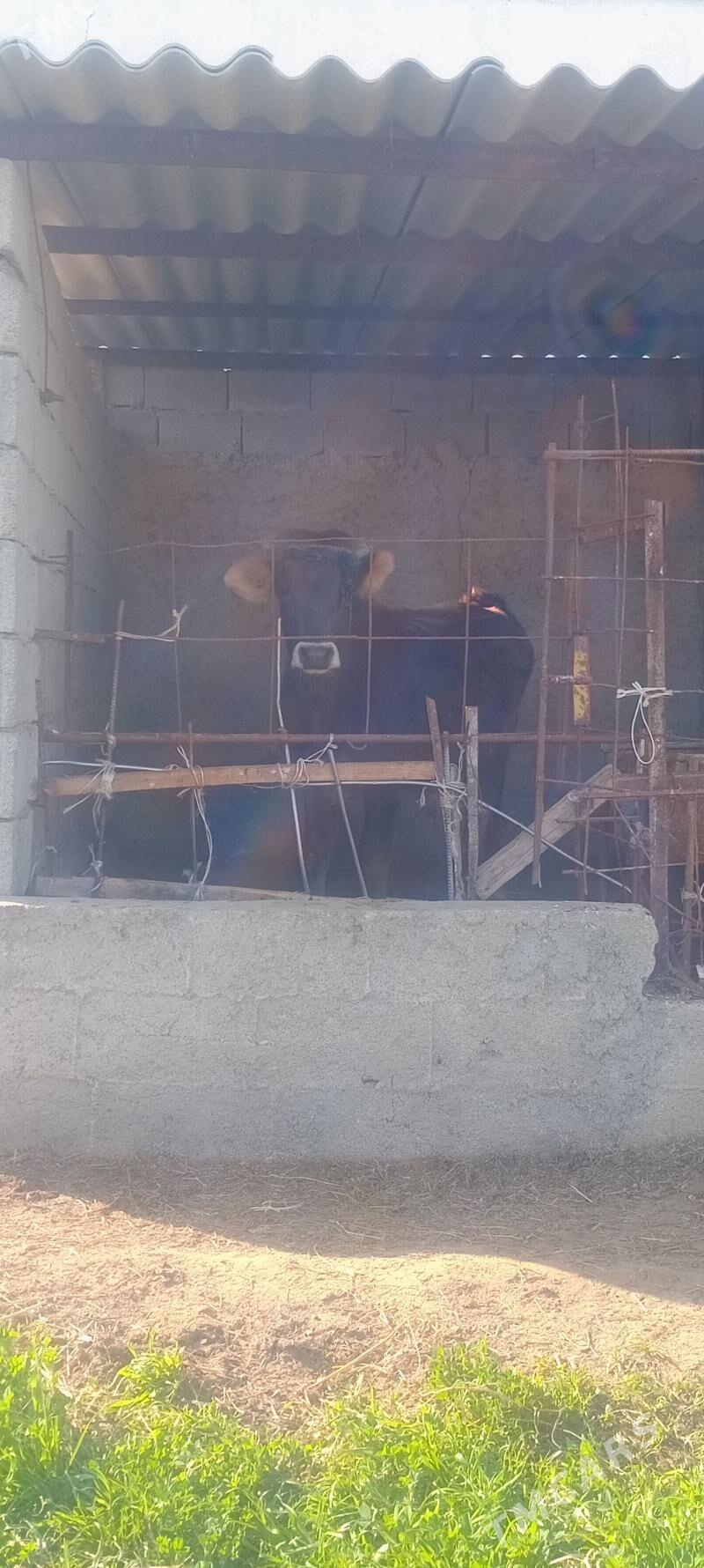 öküz 3sany - Änew - img 1