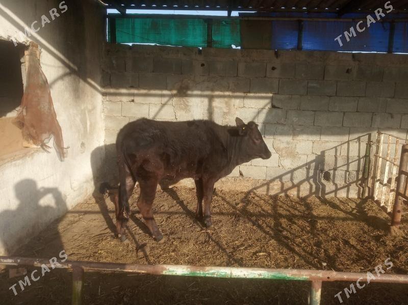 Tüwe - Gökdepe - img 1