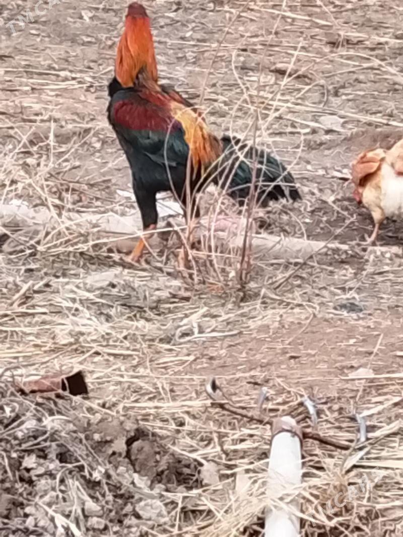 horaz - Görogly (Tagta) - img 1