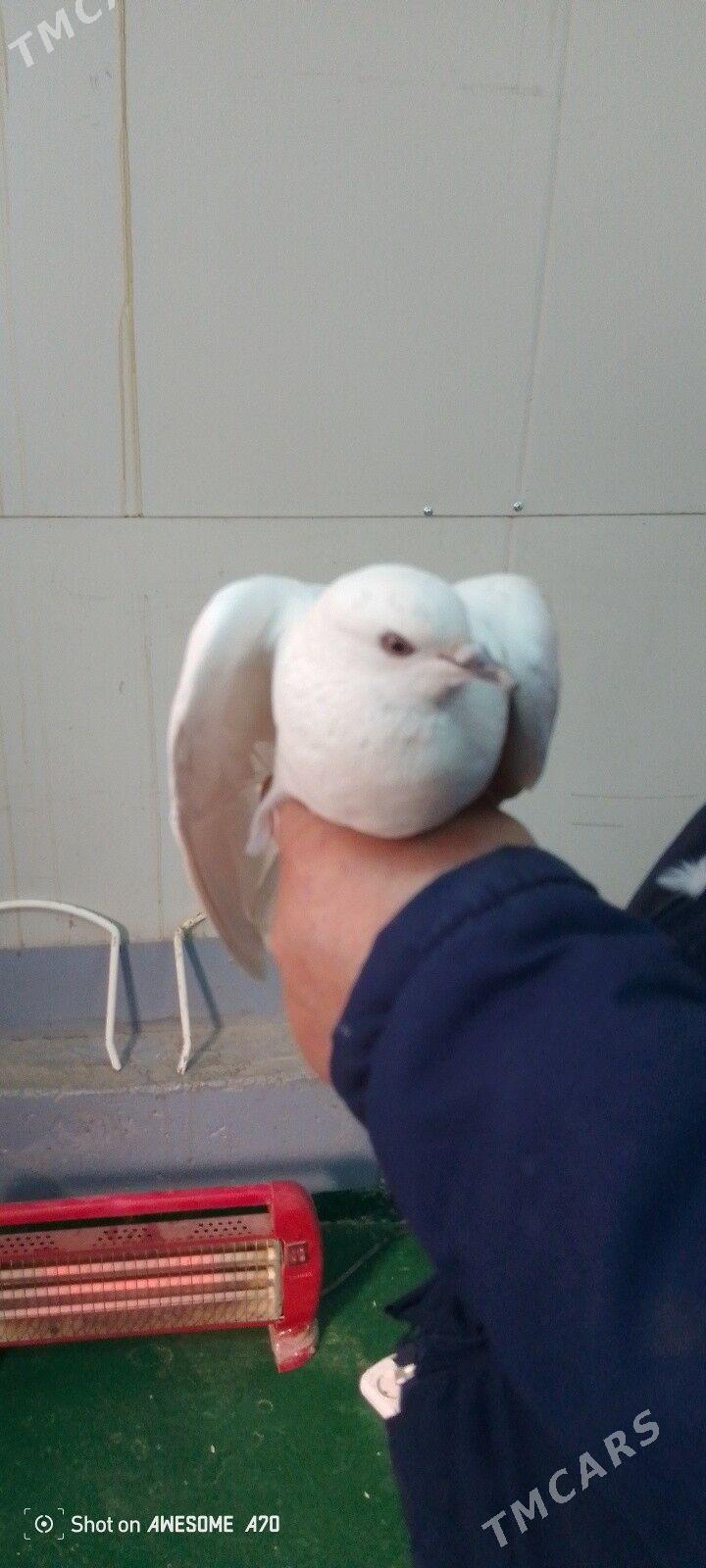 Eldeki akja kepderi - Гороглы (Тагта) - img 1