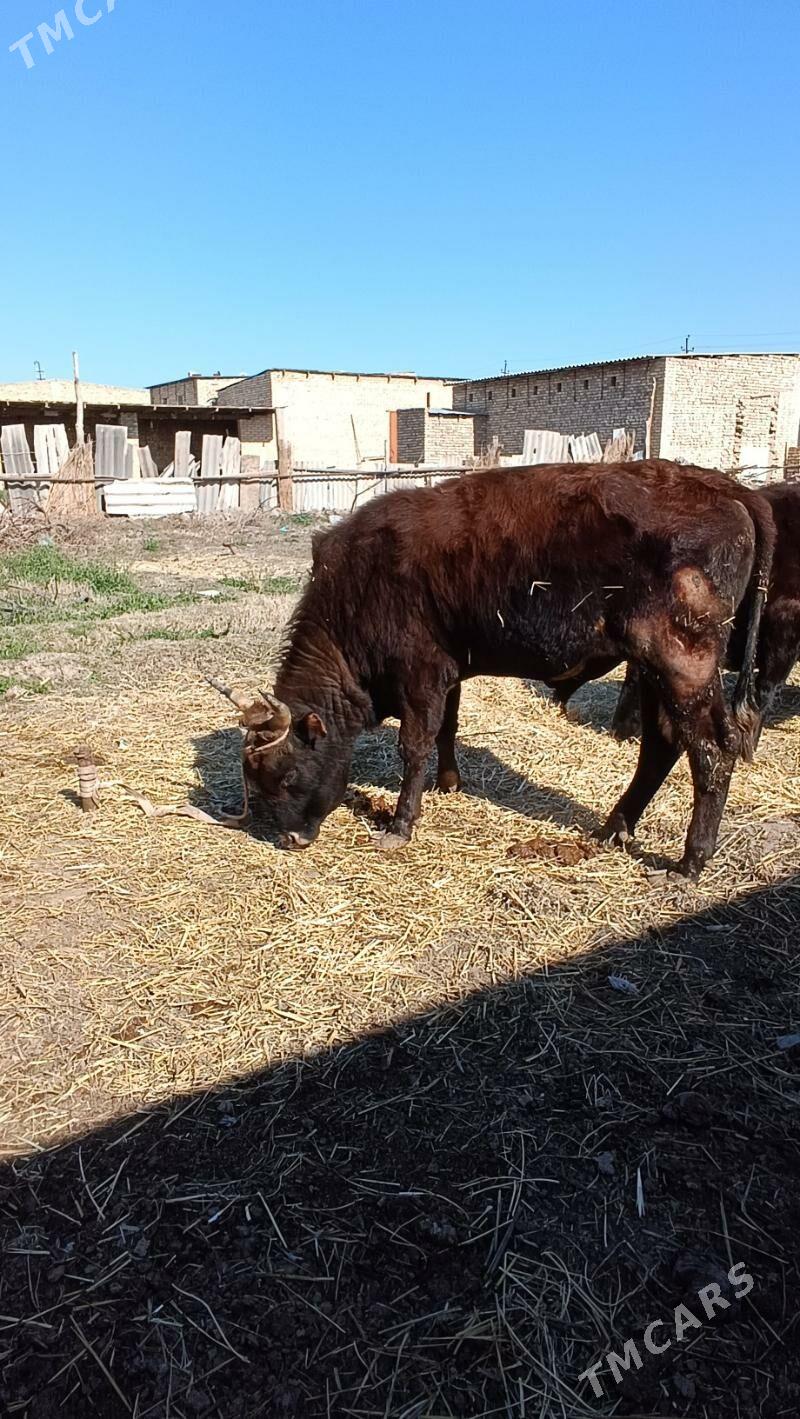 okuz - Чарджоу - img 1