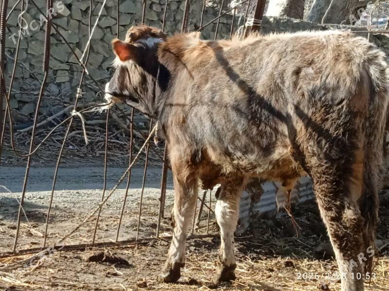 okuz,tuwe - Bäherden - img 1