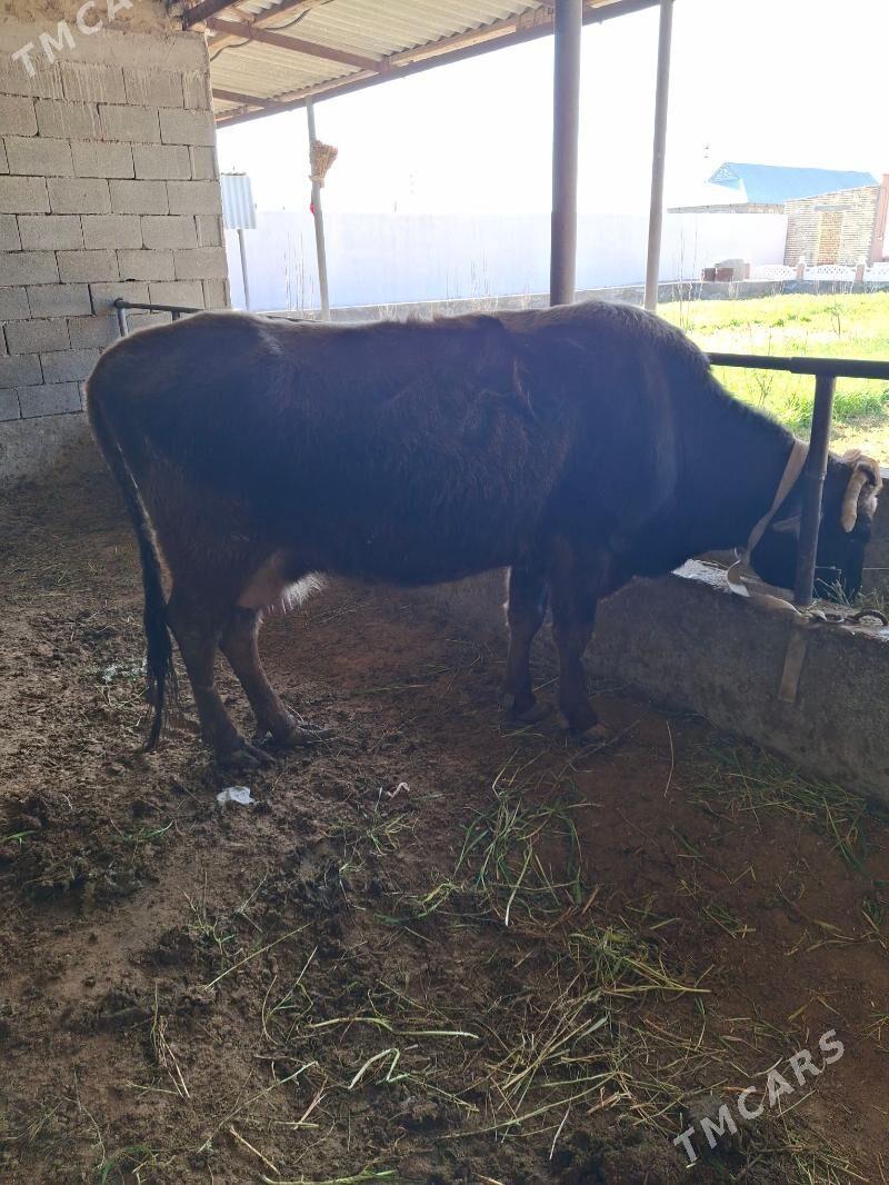 GOLELI SYGYR - Gökdepe - img 1