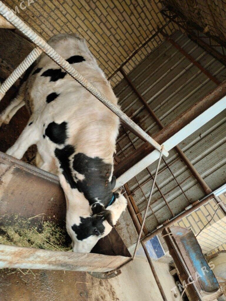 Okuzler - Çärjew - img 1