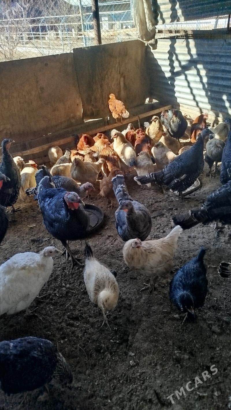 Tovuk - Şabat etr. - img 1